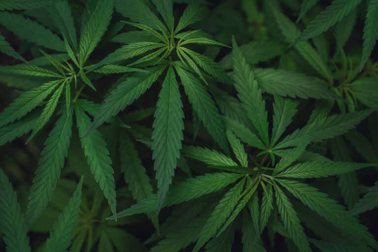Sustainable Cannabis in Massachusetts